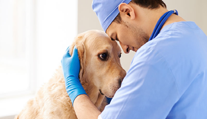 Custeio para o Centro Veterinário – Novais