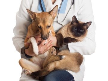 Custeio para a causa animal  Nova Campina