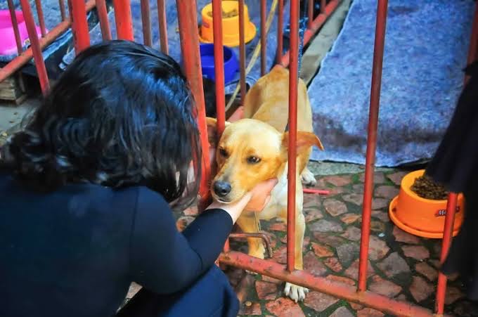 Caminhonete 4×4 e uma van para resgate de animais  Rio Claro