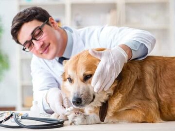 Implementação de ações e programas voltados à área da saúde, controle de zoonoses e bemestar animal  Taquaral