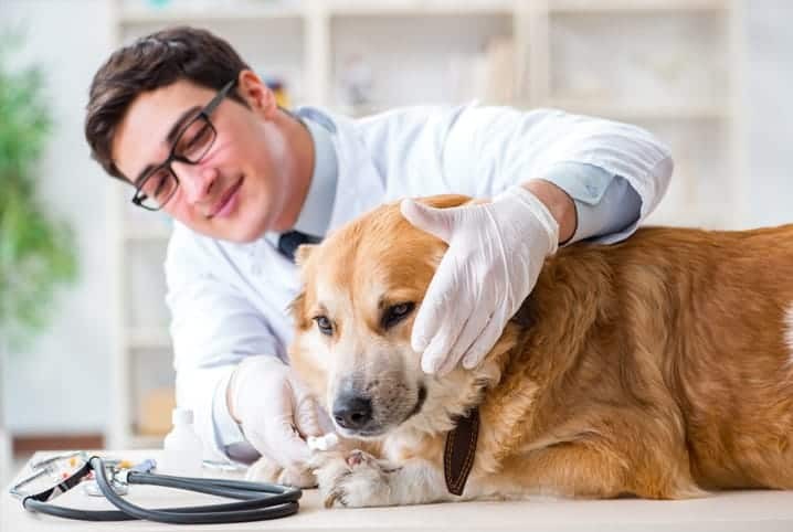 Implementação de ações e programas voltados à área da saúde, controle de zoonoses e bemestar animal  Taquaral