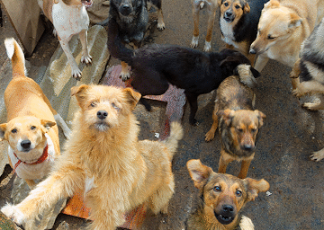 Custeio para a Associação Pinhalense de Proteção aos Animais São Francisco de Assis  Espírito Santo do Pinhal