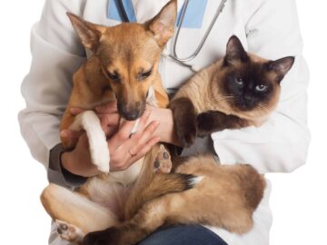 Castração de cães e gatos – Jardinópolis