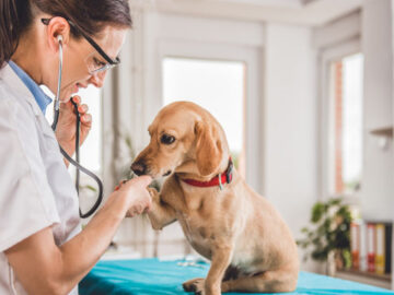 Custeio para o projeto de construção de Unidade Básica de Saúde Animal – UBSA – Guarujá