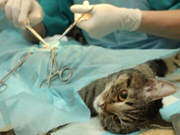 Castração de animais – Salto de Pirapora