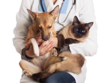 Mutirão de Castração – Lins