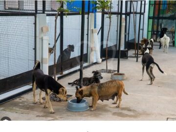 Abrigo para animais  Guararapes