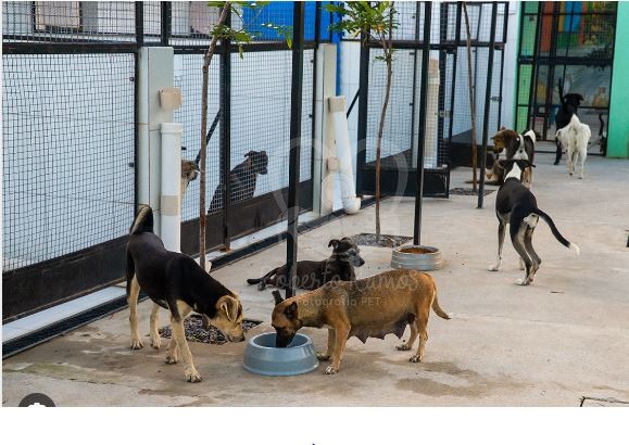 Abrigo para animais  Guararapes