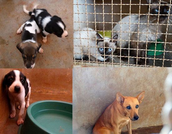 Recursos para Reforma do Canil  Castilho