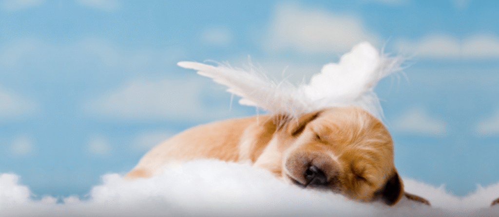 Crematório Animal  Taboão da Serra