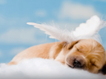 Crematório Animal  Taboão da Serra