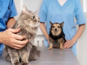 Recursos para castração de animais – Santo Antônio do Jardim