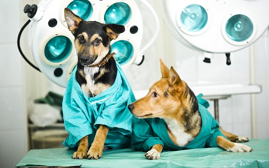 Recursos para castração – TURMALINA