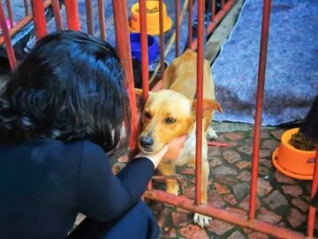 Caminhonete 4×4 e uma van para resgate de animais  Rio Claro