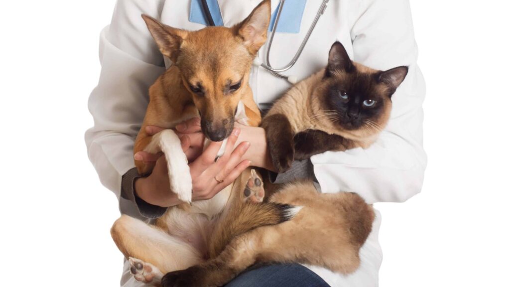 Castração de cães e gatos – Jardinópolis