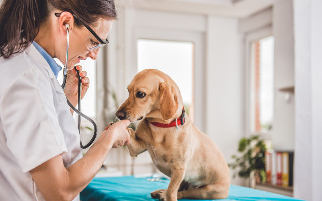 Custeio para o projeto de construção de Unidade Básica de Saúde Animal – UBSA – Guarujá
