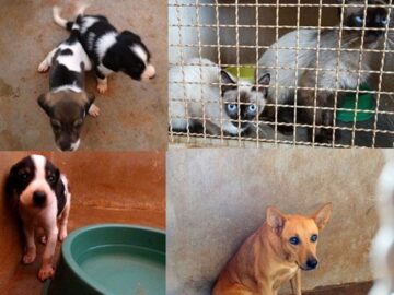 Recursos para Reforma do Canil  Castilho