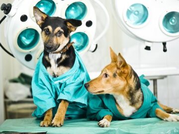 Recursos para castração – TURMALINA