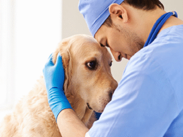 Custeio para o Centro Veterinário – Novais