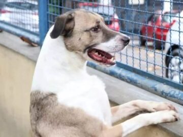 Conclusão das obras da Casa PET – Catanduva