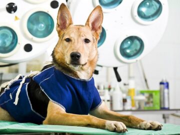 Destinação do programa de castração de animais – Pindorama