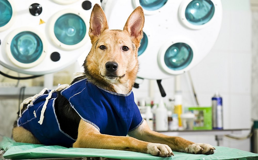 Destinação do programa de castração de animais – Pindorama