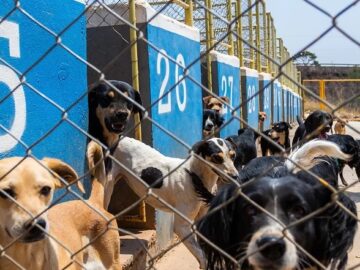 Custeio de causas animais – Nova Campina