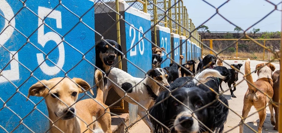 Custeio de causas animais – Nova Campina