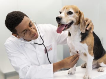 Serviços veterinários de alta complexidade – Lins