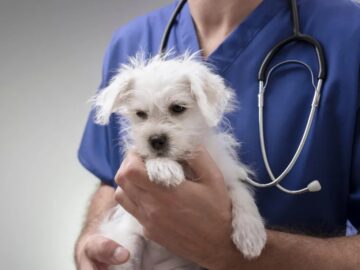 PL 1419/2021 – Institui o Sistema Nacional de Saúde Animal e o programa Farmácia Veterinária Popular do Brasil!