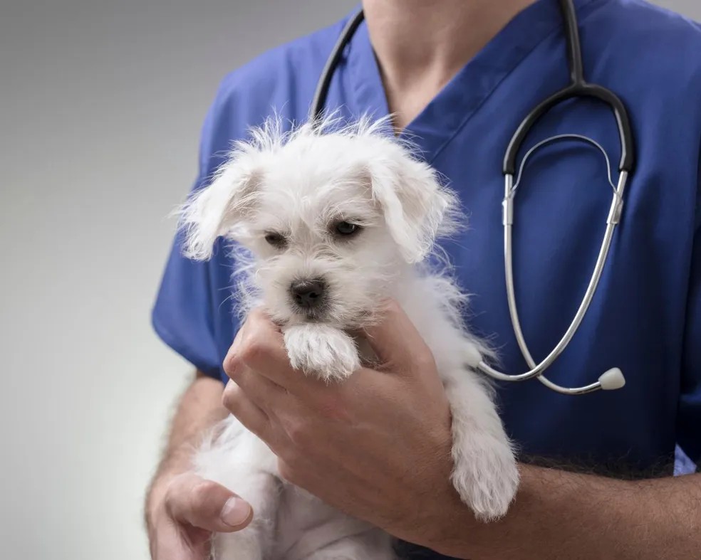 PL 1419/2021 – Institui o Sistema Nacional de Saúde Animal e o programa Farmácia Veterinária Popular do Brasil!
