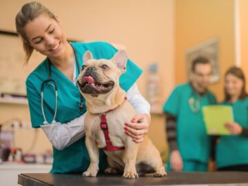 PL 340/2023 – Gastos com veterinário poderão diminuir seu imposto de renda!